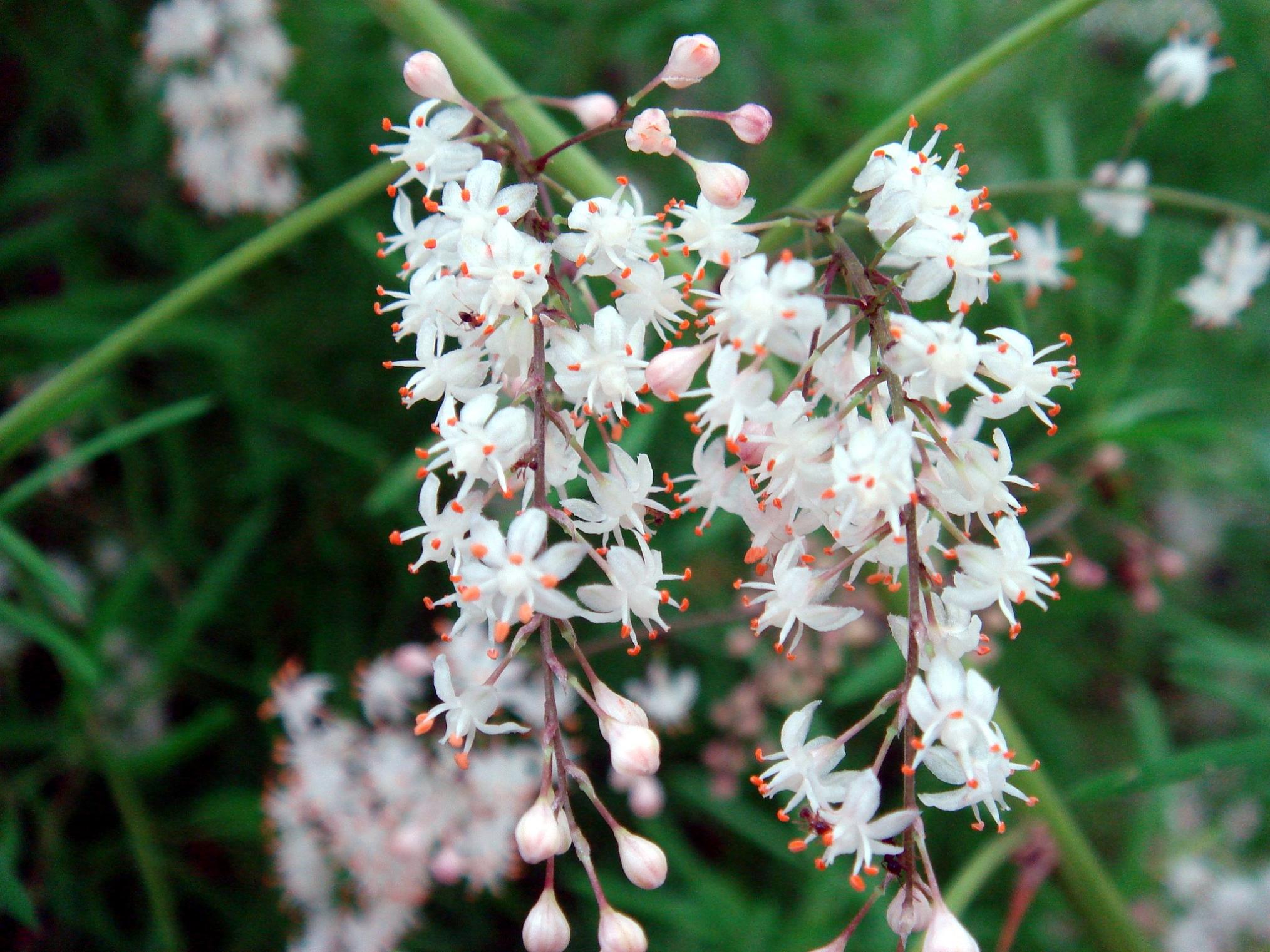 Asparagus densiflorus (Kunth) Jessop